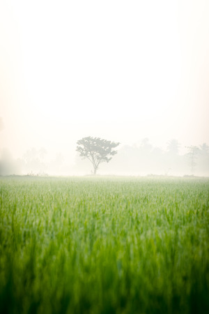 alone tree among mist in rice fieldsの写真素材