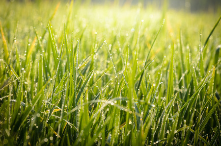 Dew drops on green grass leaf in the morningの写真素材