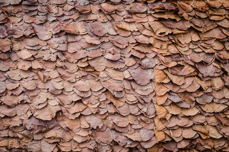 in north countryside of Thailand the dry leaves are stitched for wall or roofの写真素材