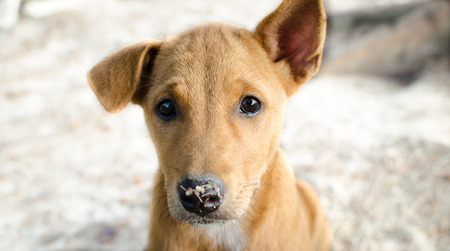 brown puppyの写真素材