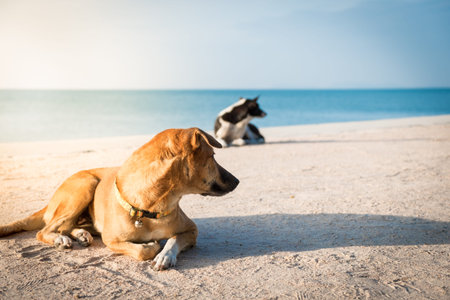 two dogs watching something on the beachの写真素材