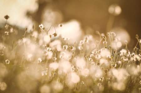grass flower with vintage soft light tone and bokeh nature backgroundの写真素材