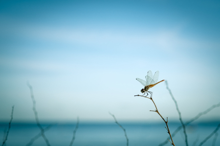 dragonfly on tree branch with sea and blue sky backgroundの写真素材