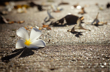 Plumeria White fell on the road with warm morning light  backgroudの写真素材