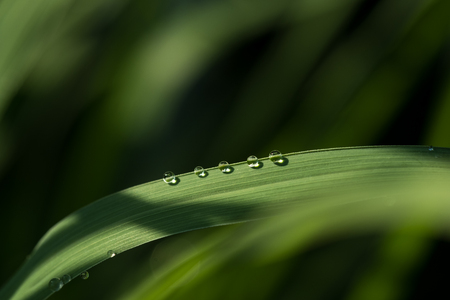 Close-up of five drops of water on a green leaf,dew dropの写真素材