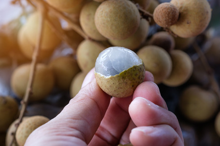 Peeled longan on hand with bunch background,Longan fruit (dimocarpus longan), open and peeled longan fruits held by handsの写真素材