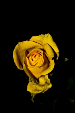 The yellow roseの写真素材
