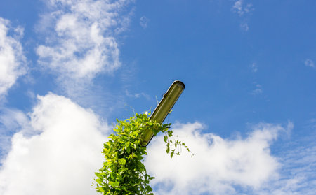 the unuse light pole