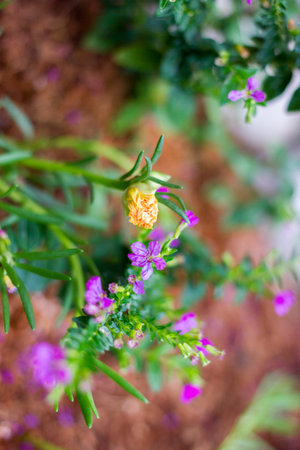 the orange and purple flower