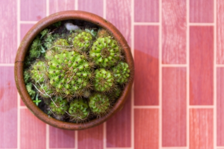 the cactus in the potの写真素材