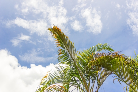 the leaf palmの写真素材