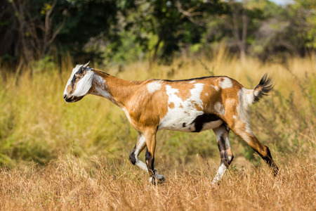 the little goat with dry grassの写真素材