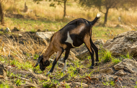 the little goat with the rockの写真素材