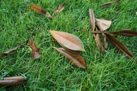 Decayed leaves on grass
