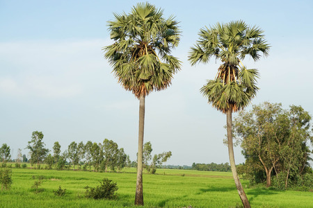 green rice field with two sugar palm trees in the morningの写真素材