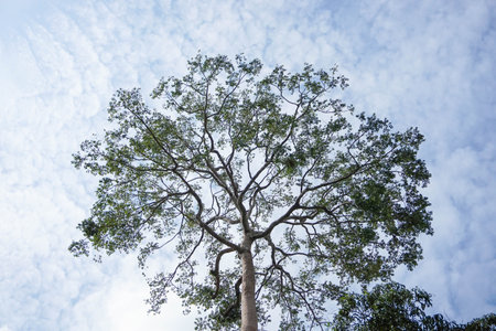 Tree top in the deep blue skyの写真素材