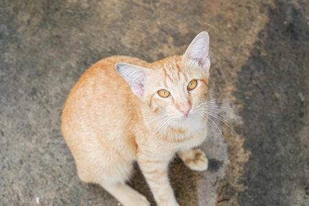 Cat sit on the concrete floor look at the cameraの写真素材