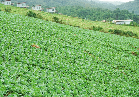 cabbage farm on hill at Phutabberkの写真素材