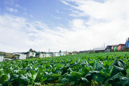 Cabbage farm on the hill in Phetchabun of Thailandの写真素材