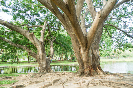 old giant tree spread branches in the parkの写真素材