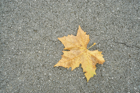 falling yellow maple on concrete roadの写真素材