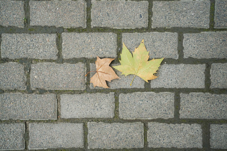 maple leaves turn to yellow on brick floor in winter seasonの写真素材