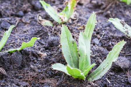 plant green parsley in soilの写真素材