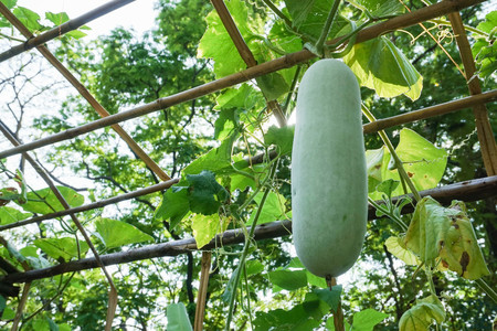 green gourd in outdoor vegetable gardenの写真素材