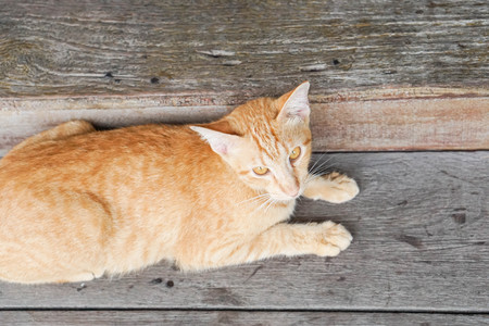 Cat sit on wooden floorの写真素材