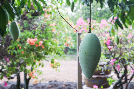 raw green mango on the tree in home gardenの写真素材