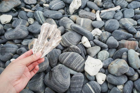 woman hold shell fossil among stone heapの写真素材