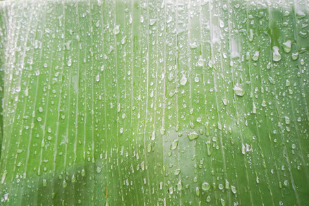 rain drops on light green banana leafの写真素材