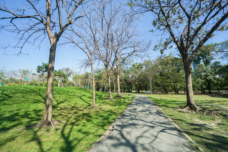 walkway in the park between green yard and tall trees in winter with bright sunshine
