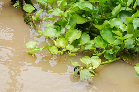 light green water hyacinth in dirty riverの写真素材