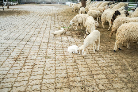 tiny sheep in the concrete outdoor farmの写真素材