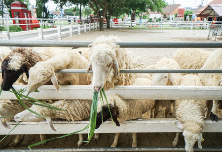 close up sheep in outdoor farm eating fresh green grassの写真素材