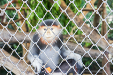 selective focus of animal cage with small Langur in zoo backdropの写真素材