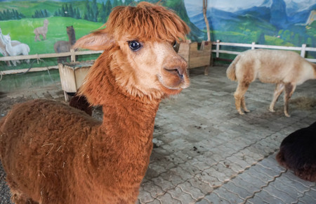 close up brown color alpaca in indoor farm with controlled temperature roomの写真素材