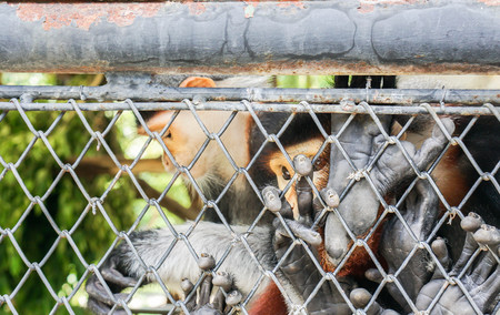 close up langur face in the cage of the zooの写真素材