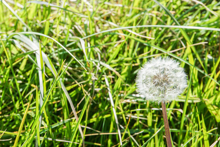 white fluffy dandelion flower on the green grassの写真素材