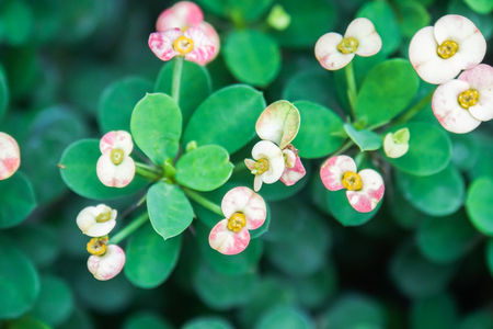 selective focus close up white Euphorbia milii in the home gardenの写真素材