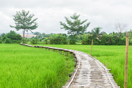 green rice field with bamboo sheet bridgeの写真素材