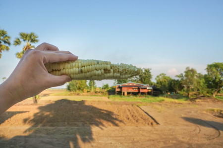 woman holds sweet corn with agriculture farm landの写真素材