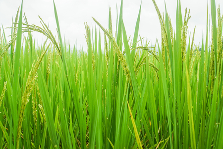 Close up green rice with yellow grain in meadowの写真素材