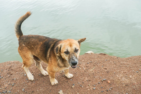 Thai dog with short legs near the lake in rural areaの写真素材