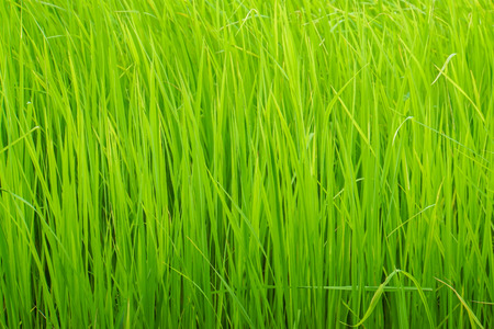close up light green rice grow in paddy farm in rainy season for harvestの写真素材
