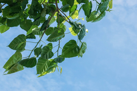close up tall Bodhi tree with bright blue skyの写真素材