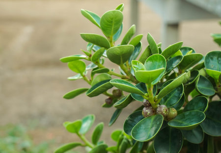 close up growth of green leaves garden plant in summer