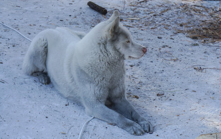 dog sit on snowy ground