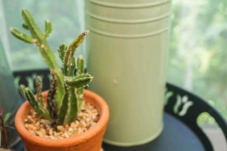 selective focus on green small cactus in pot at the window of the houseの写真素材